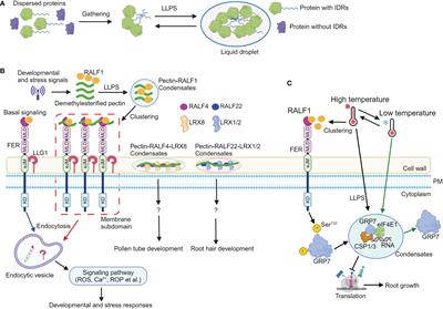 Phase separation: a new window in RALF signaling